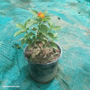 Lantana Plant In 6 Inch Pot