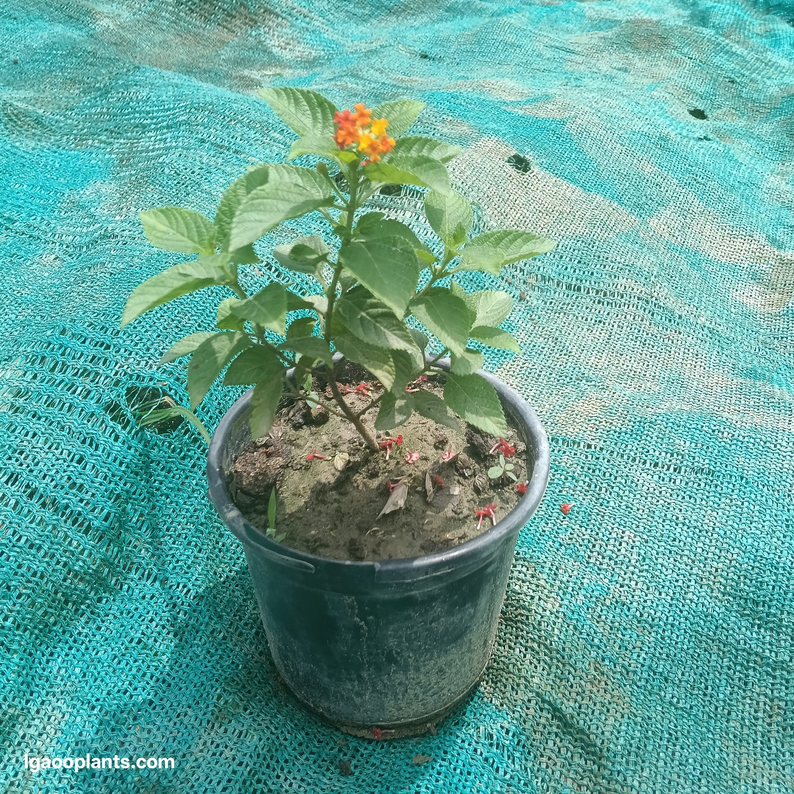 Lantana Plant In 6 Inch Pot