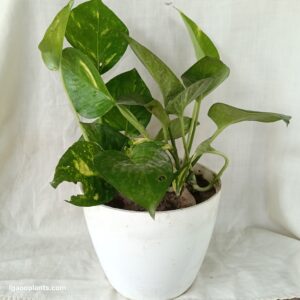 Money Plant In 4 Inch Orchid Pot