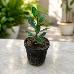 long ficus