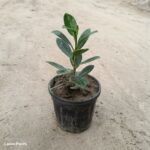 long ficus