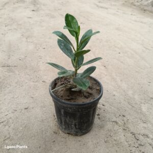 long ficus