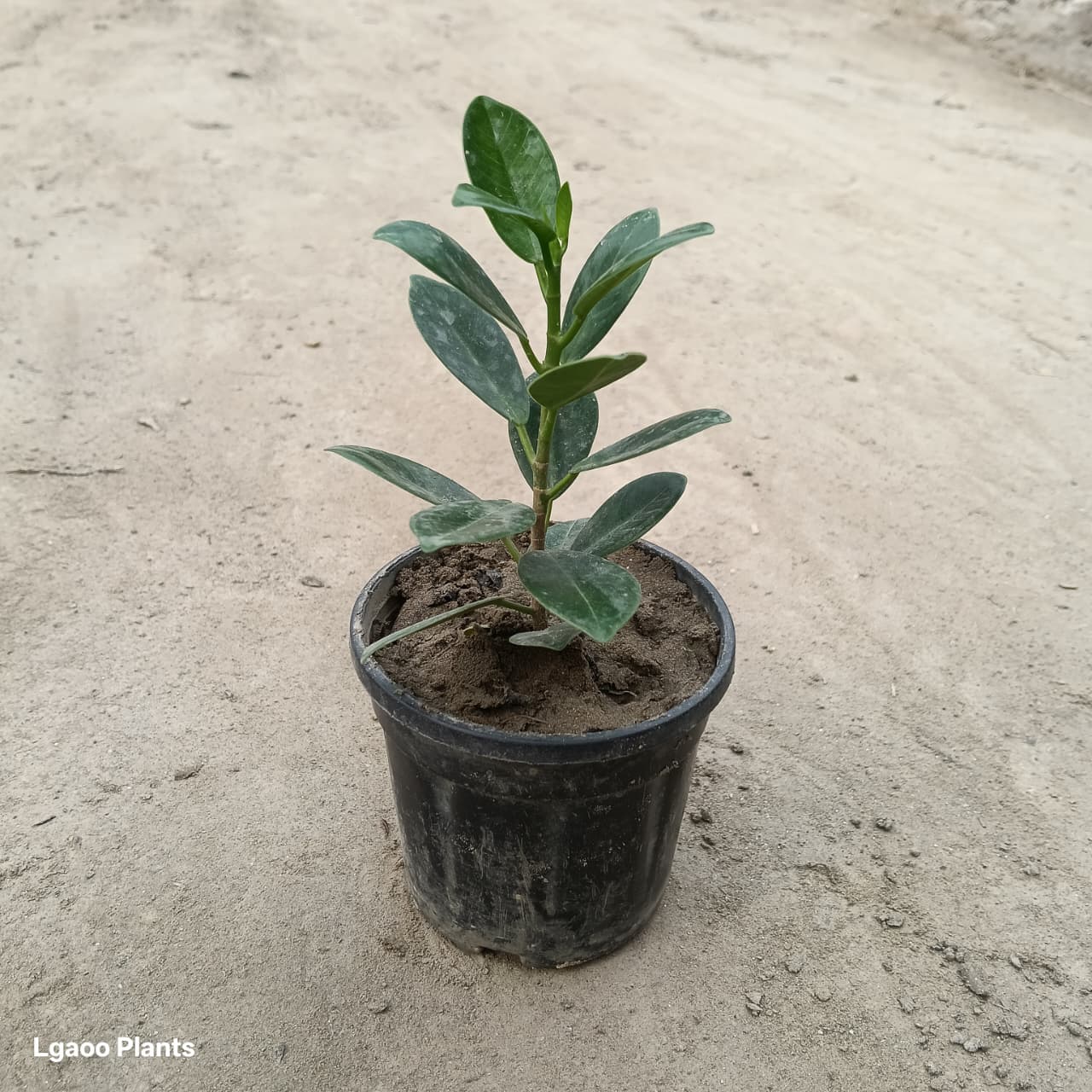long ficus