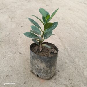 Long Ficus Plant In 5 Inch Poly Bag