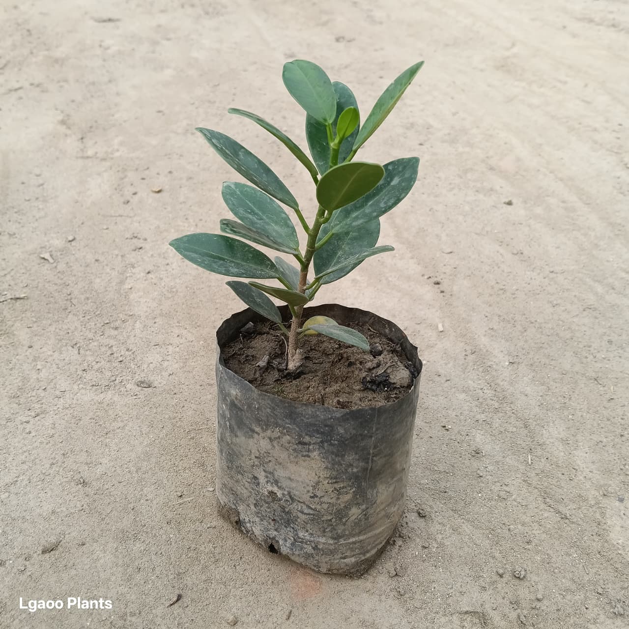 Long Ficus Plant In 5 Inch Poly Bag