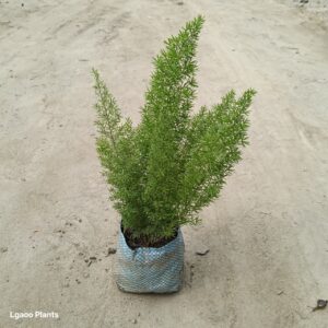 Aspara Mary / Asparagus Mary in 5 Inch Nursery bag