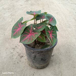 Caladium / Heart of Jesus in 6 Inch Nursery Pot