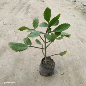 Patharchatta Plant In 5 Inch Poly bag