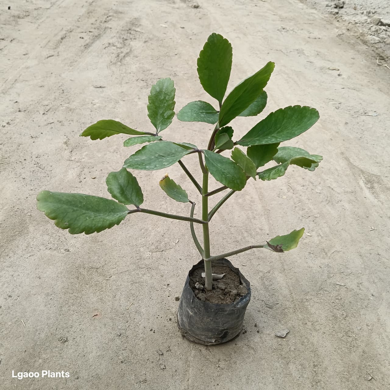 Patharchatta Plant In 5 Inch Poly bag