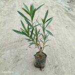 plant img