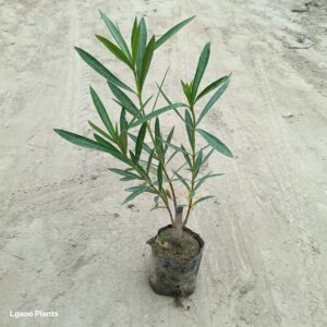 plant img