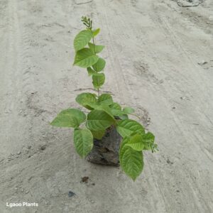 madhumalti