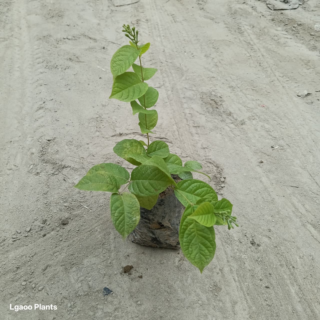 madhumalti