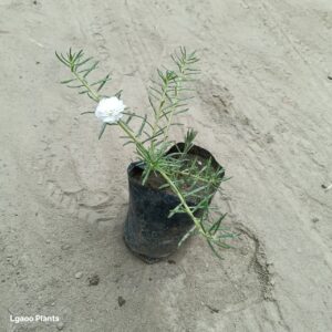portulaca