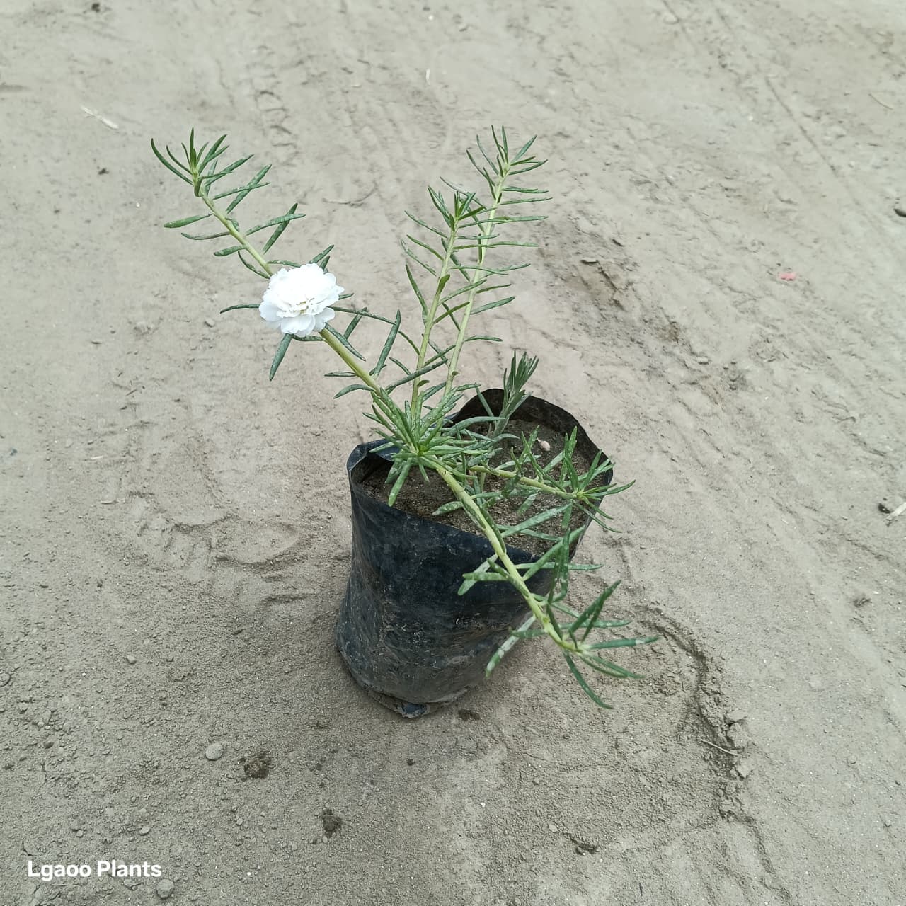 portulaca