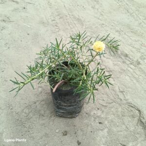 Desi Portulaca (Yellow) / Moss Rose In 5 Inch Nusery Bag