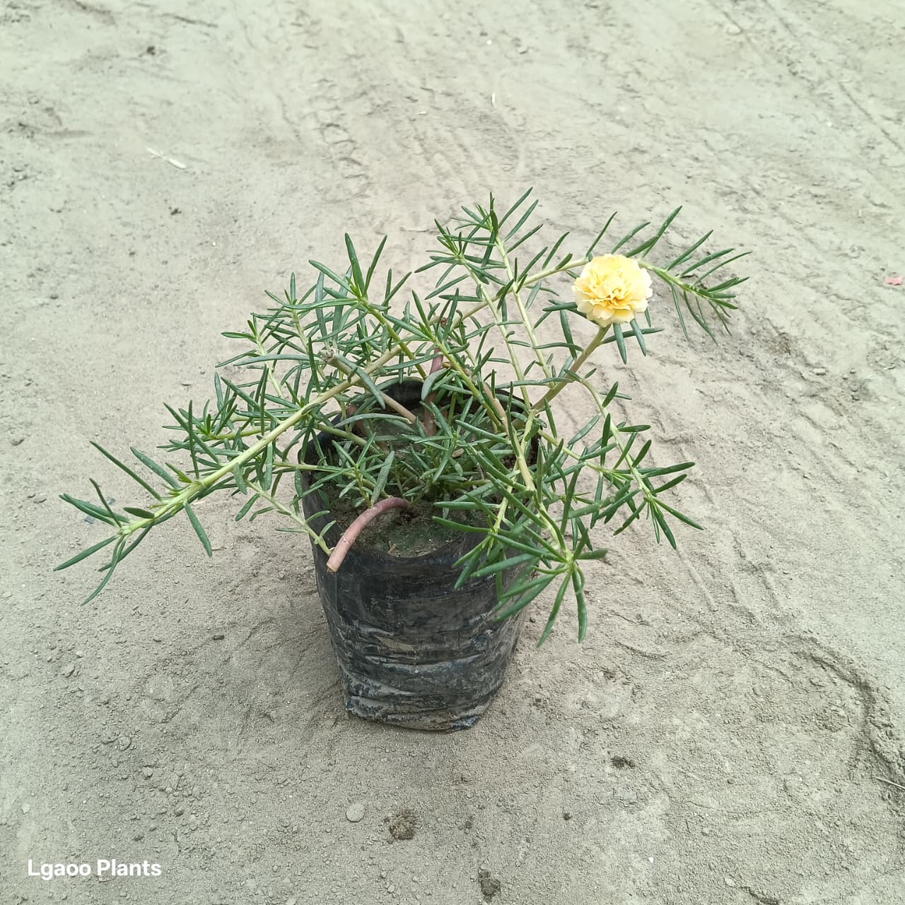 Portulaca Plant - Set Of 5 Plants