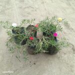 portulaca