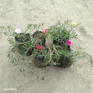 portulaca