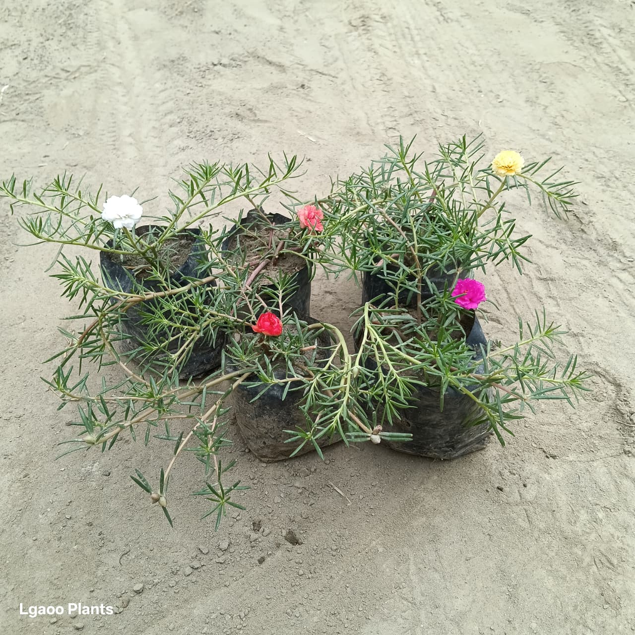 portulaca