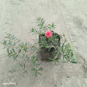 Portulaca Flower Plant / Moss Rose