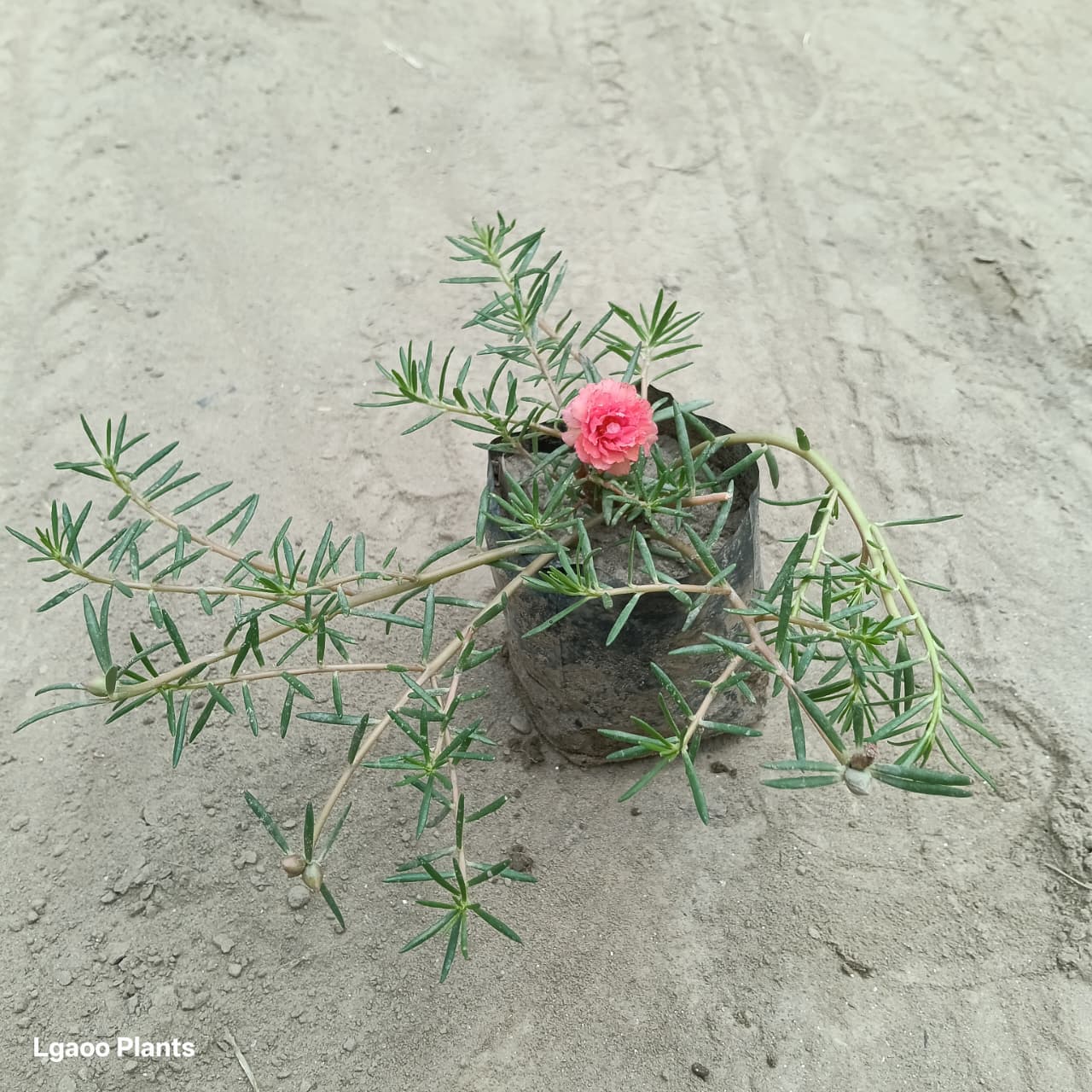 Portulaca Flower Plant / Moss Rose