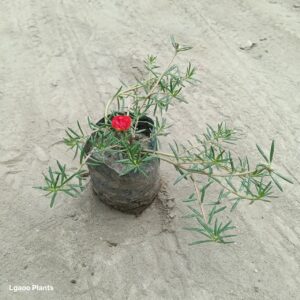 Portulaca Plant /Moss Rose – Red Colour
