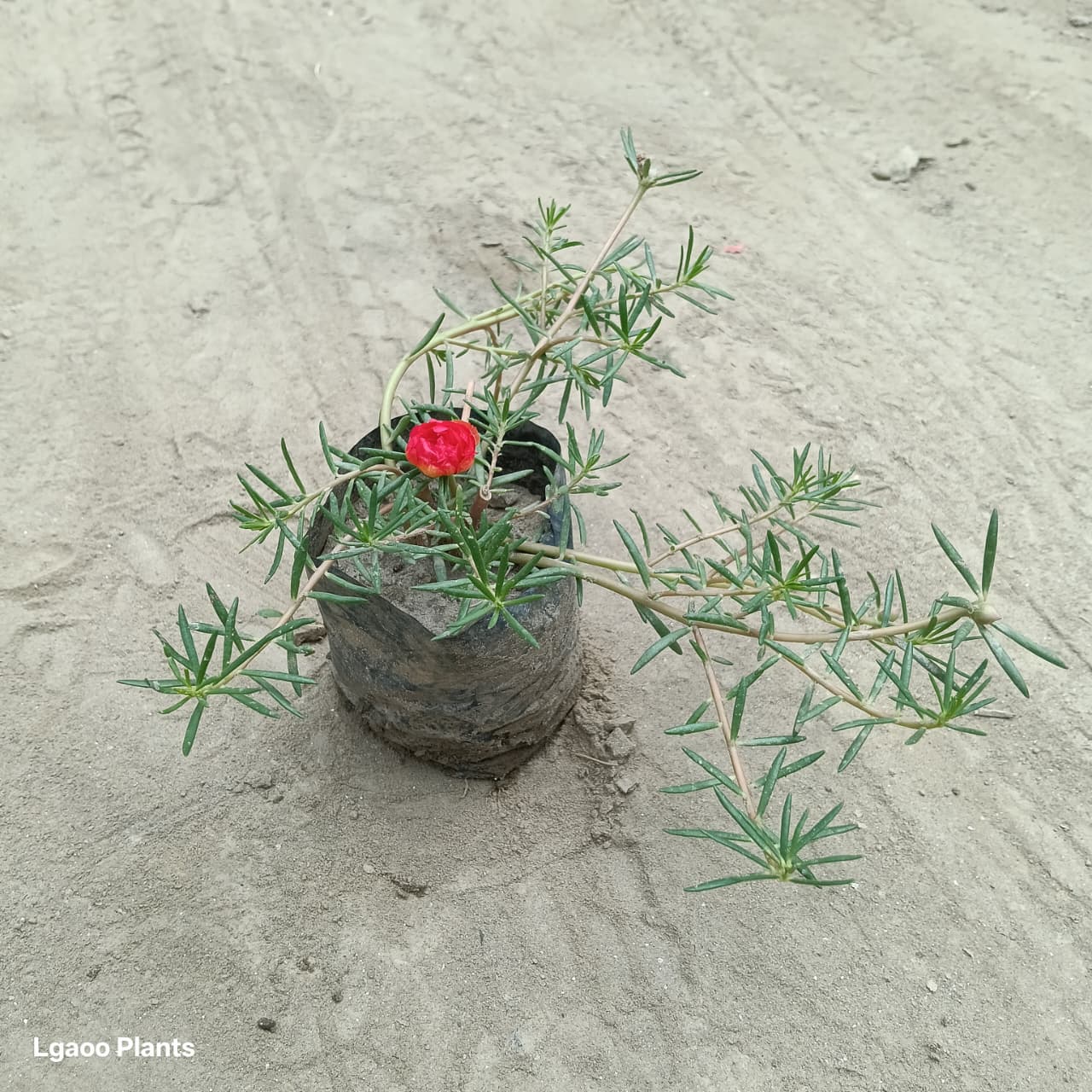 Portulaca Plant /Moss Rose - Red Colour