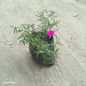 Desi Portulaca Plant – Pink Colour