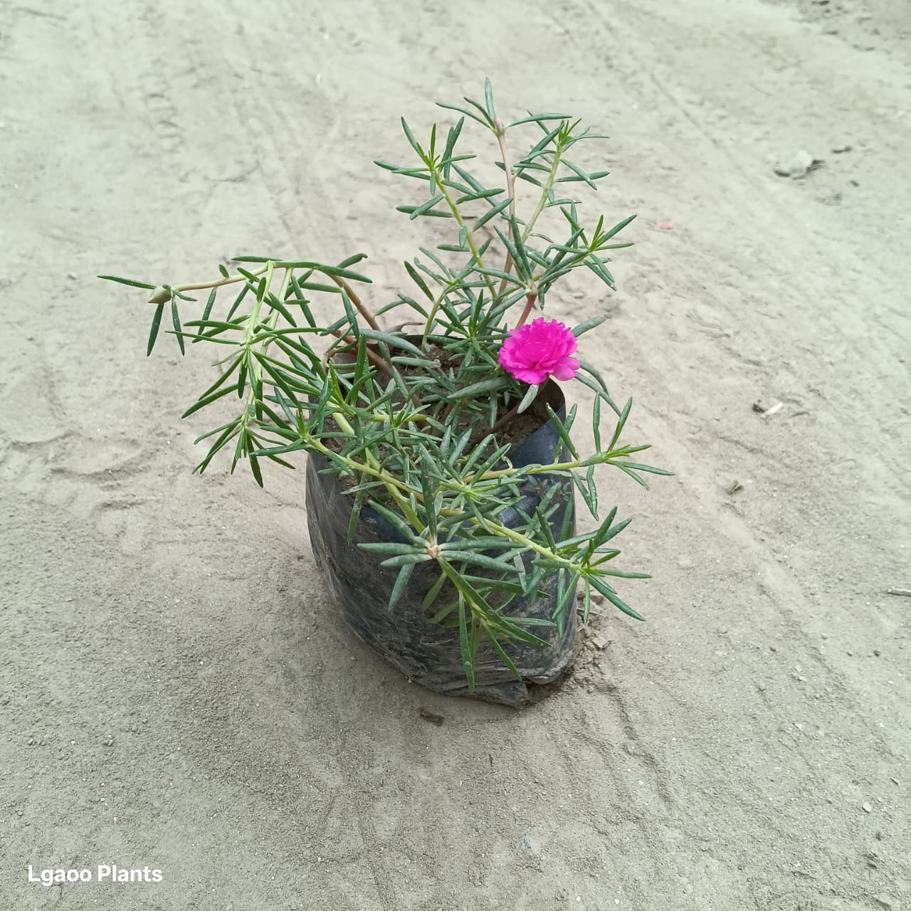 Desi Portulaca Plant - Pink Colour