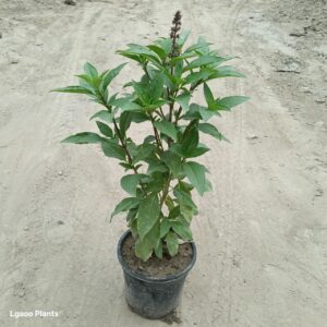 basil