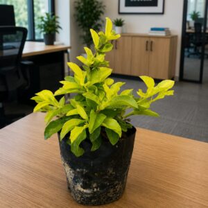 duranta