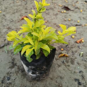duranta