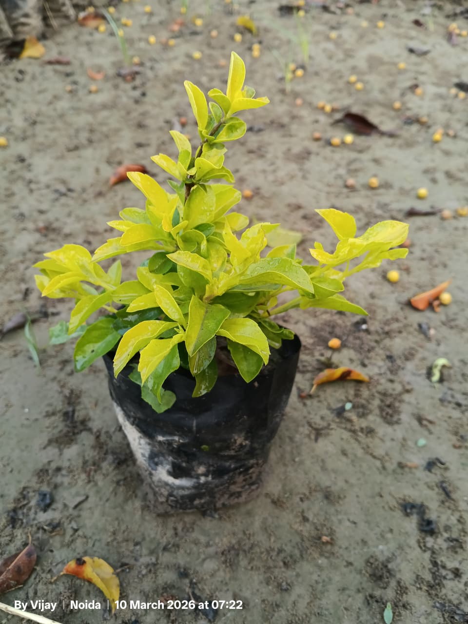 duranta