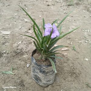 Ruelli Plant / Mexican Petunia ( Any Colour) In 5 Inch Bag