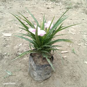 Ruellia Plant ( Any Colour ) In 5 Inch Poly Bag