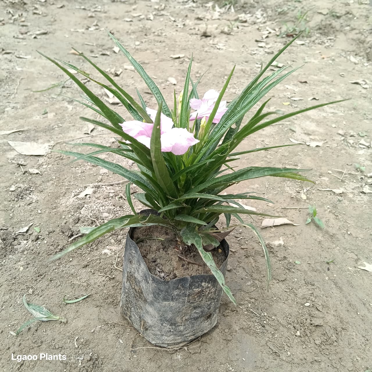 Ruellia Plant ( Any Colour ) In 5 Inch Poly Bag