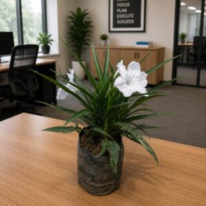 Ruellia