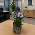 Ruellia