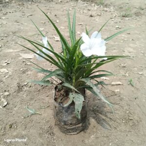 Mexian Petunia Plant ( Any Colour ) In 5 Inch Poly Bag