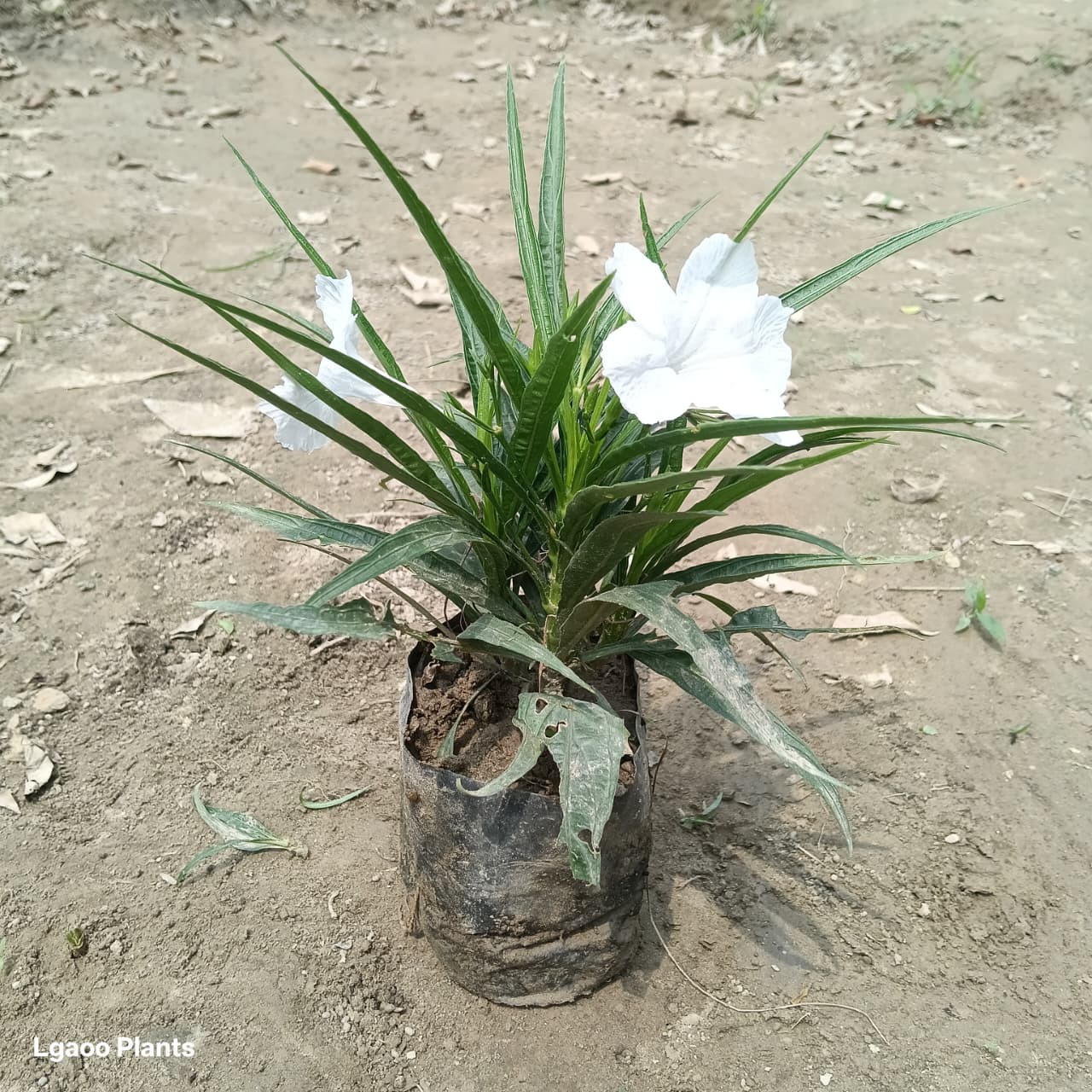 Mexian Petunia Plant ( Any Colour ) In 5 Inch Poly Bag