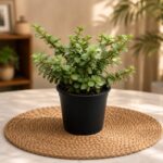 jade plant