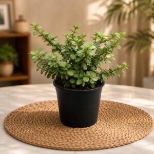 jade plant