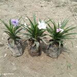 ruellia