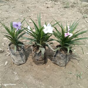 ruellia