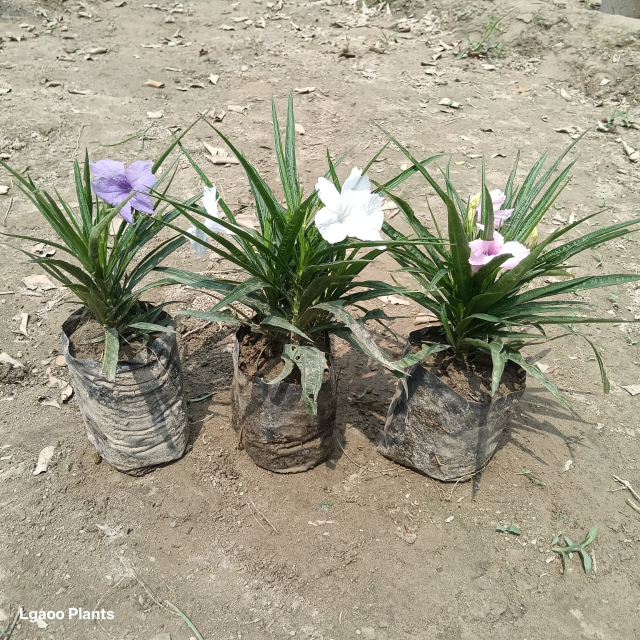 ruellia