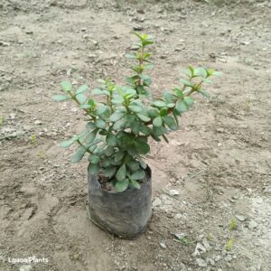 jade