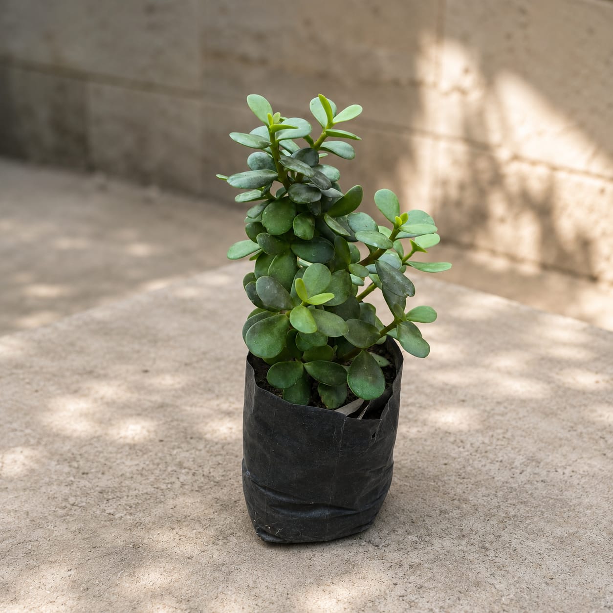 jade plant