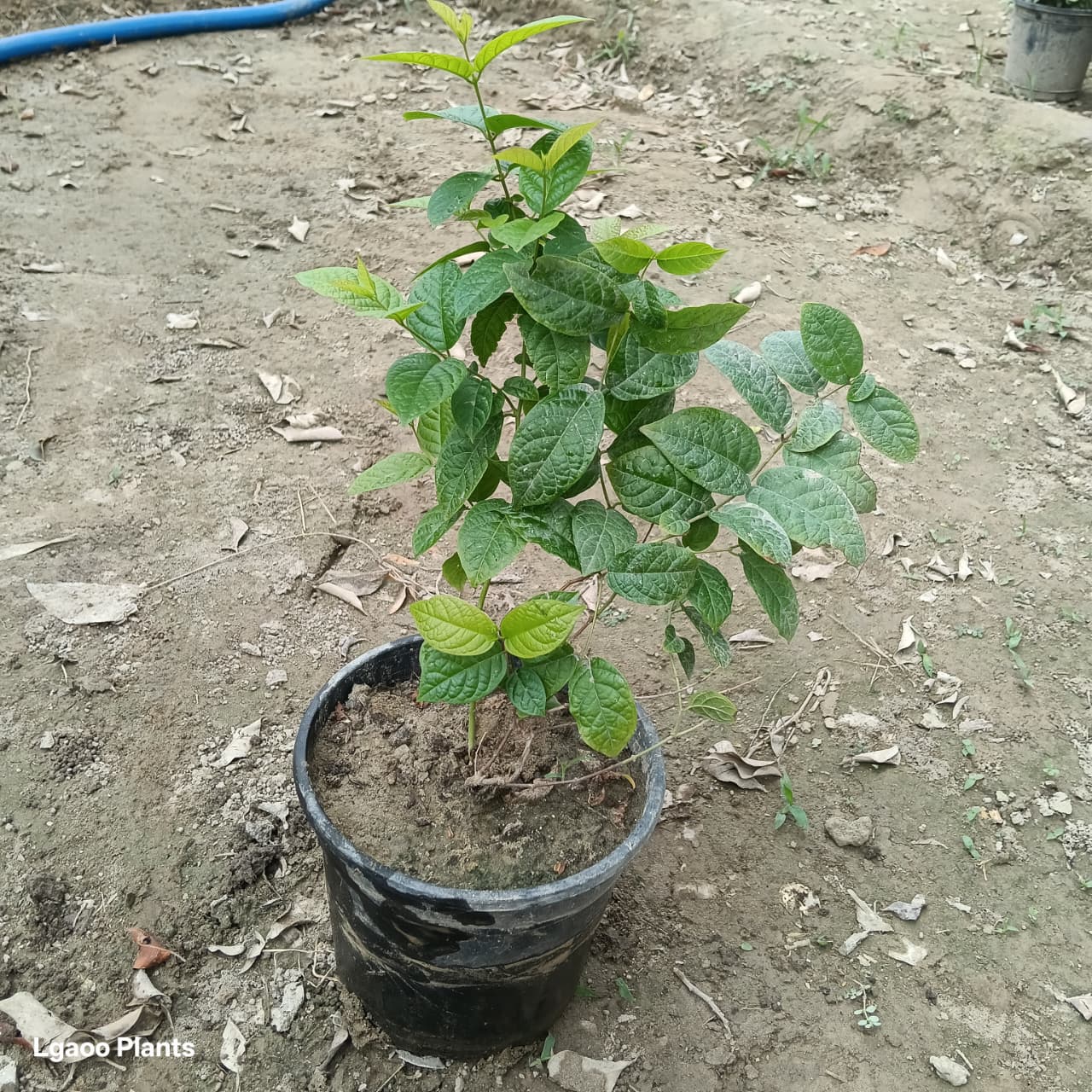 Dwarf Madhumalti In 6 Inch Pot -Flower Plant