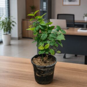 madhumalti